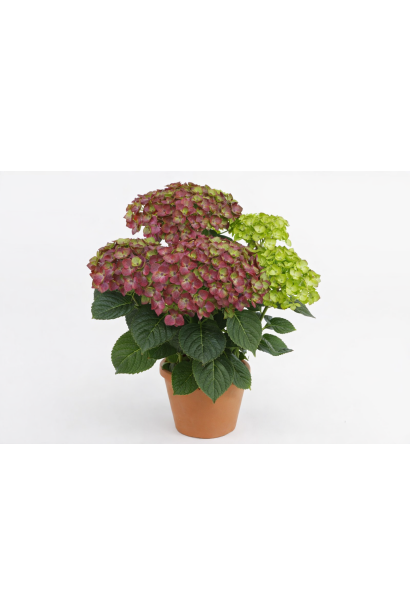 Гортензія Россо Глорі купити в контейнері